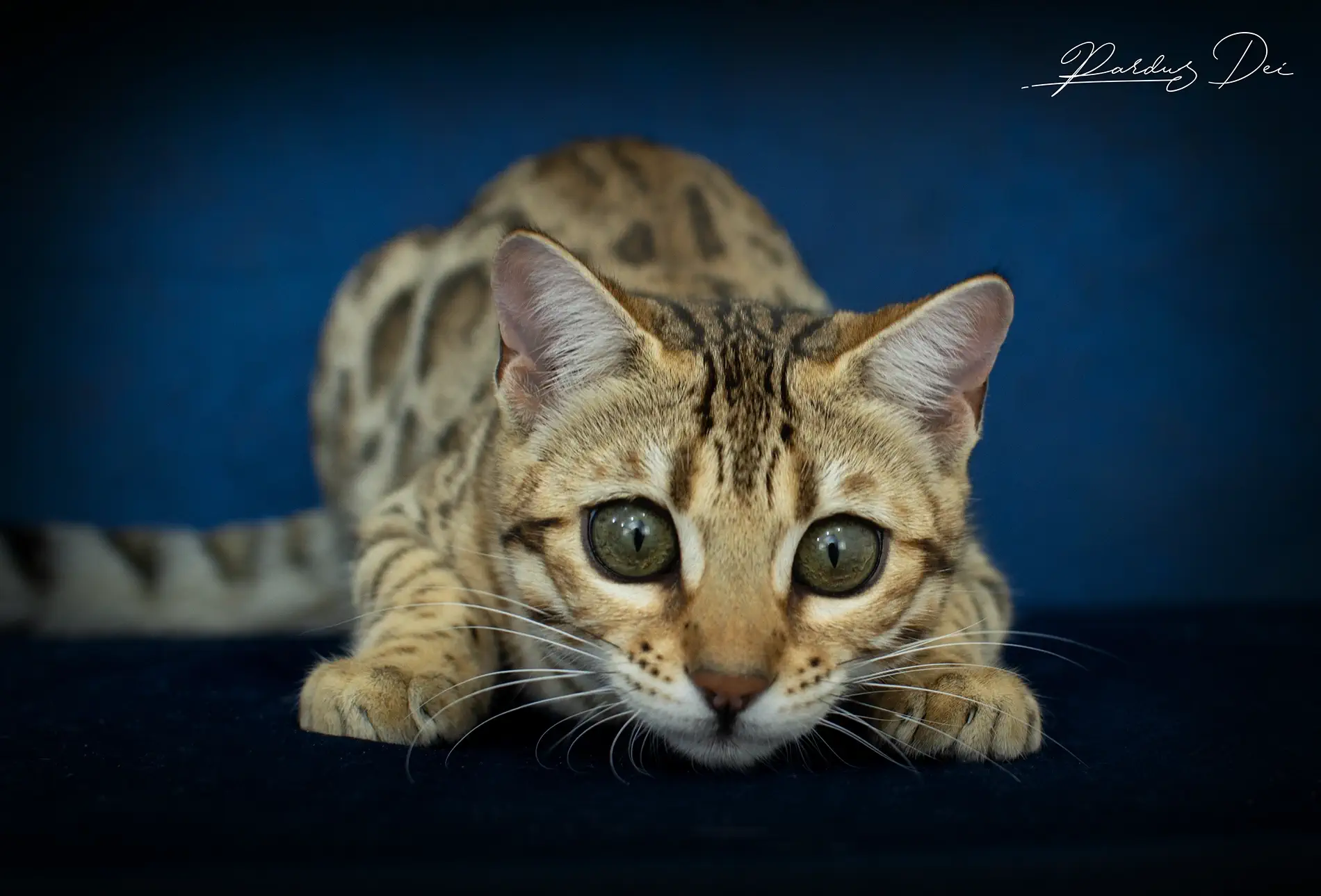 chat bengal